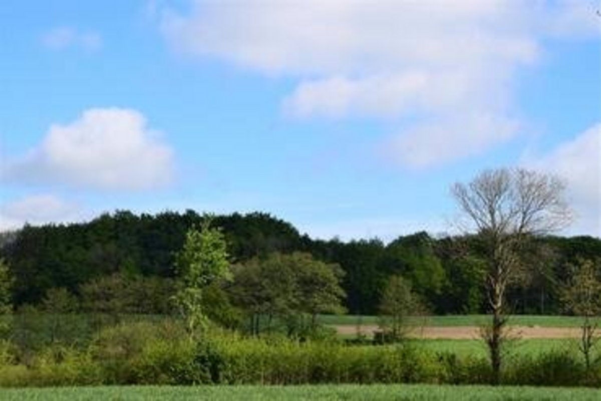 eine Wiese mit Bäumen und Büschen, im Hintergrund ein Wald