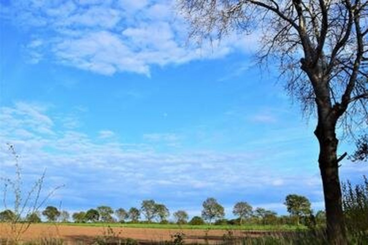 vorne ein Feld, dahinter Wiese mit ein paar Bäumen und rechts ein Baum, der ins Bild ragt